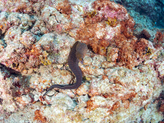 美しいワカウツボ（ウツボ科）。
英名、学名：Abbott's moray eel (Gymnothorax...