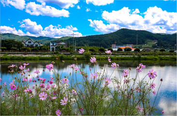 코스모스와하늘