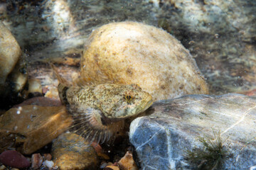 Mottled sculpin at the bottom of a river