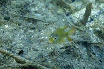 Baby Florida bluegill at bottom of a river