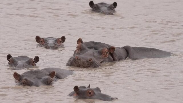 Hippo or Hippopotamus (Hippopotamus amphibius) in an African river showing territorial behavior. Large bull defending his pod of cows and calves. Slow motion, 25 percent natural speed.