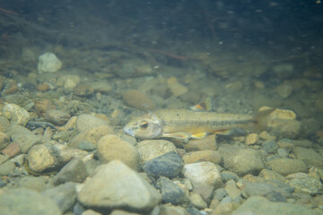 Central stoneroller minnow in a creekbed
