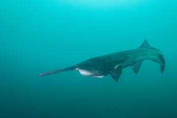 American paddlefish swimming in blue lake with mouth closed