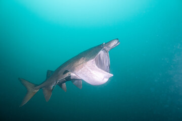 Obraz premium American paddlefish with broken rostrumm feeding on plankton