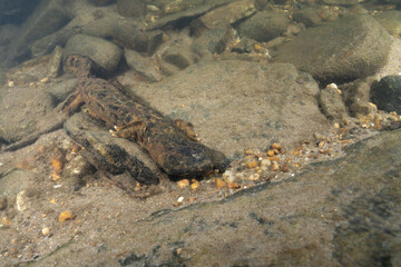 Eastern hellbender crawling on sandy riverbed