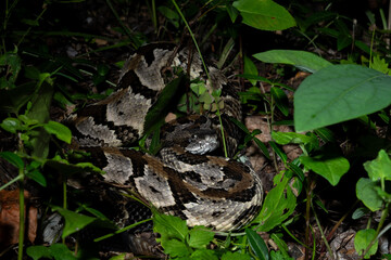 Timber rattlesnake laying to wait in ambush