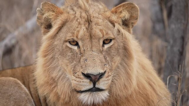 Mature male African Lion (Panthera leo) with scars on his face from fighting other males for his territory. Slow motion, 25 percent natural speed.