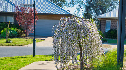 Front yard beauty with a well maintained flowering weeping cherry