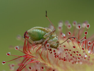 PA100020 true bug, Hemiptera, trapped by an Alice sundew plant, Drosera aliciae, cECP 2024