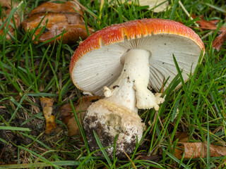 PA190512 uprooted fly agaric mushroom, Amanita muscaria, cECP 2024