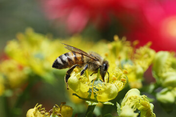 bee eating the nectar of the rue flower in spring