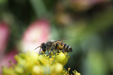 bee in the garden collecting pollen from lavender, rue, lilium flowers
