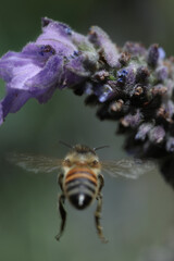 bee in the garden collecting pollen from lavender, rue, lilium flowers