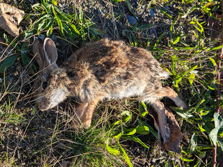 Dead Bunny