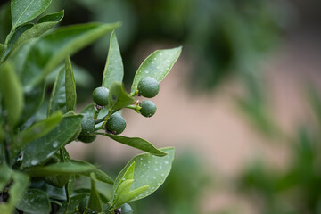 実がつき始めたばかりのミカンの木