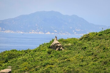 An Eagle Perched on a Coastal Rock