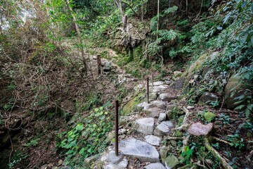 A Winding Forest Path: A Stone Stairway Leading into the Green