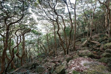 Dense Forest Canopy with Twisted Trees and Mossy Rocks