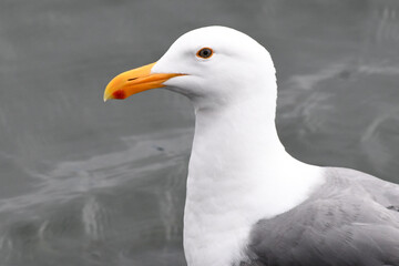 close up of a seagull