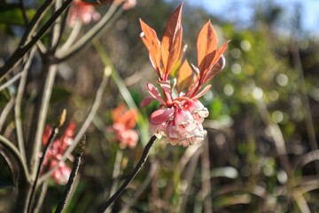 Delicate Pink Blossoms of the Chinese New Year Flower