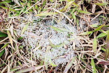 Dew-Covered Spider Web on Grass in Morning Light