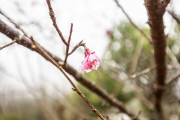 Raindrops on Petals: A Delicate Beauty