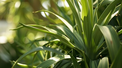 Naklejka premium Yucca Plant - a striking and resilient succulent. The yucca showcases its unique form and vibrant green leaves, adding a touch of nature to any space.
