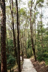 Serene Forest Pathway Surrounded by Tall Trees and Lush Greenery