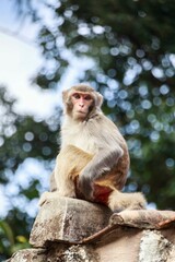 Curious Monkey Sitting on a Stone Structure Outdoors