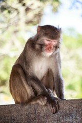 Curious Monkey Sitting on a Stone Structure Outdoors