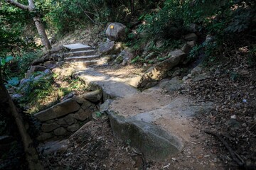 Serene Forest Pathway with Stone Steps and Lush Greenery