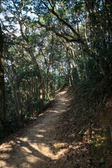 Sunlit Forest Pathway with Dense Tree Canopy