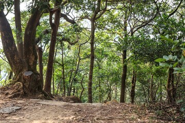 Sunlit Forest Pathway with Dense Tree Canopy