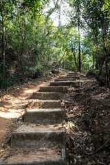 A Winding Forest Path: A Stone Stairway Leading into the Green