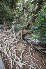 A Tangled Web of Roots: A Mangrove Forest's Intricate Network