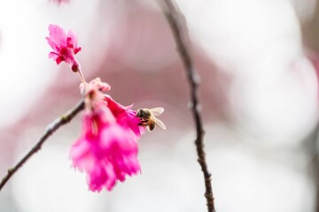 A Busy Bee Gathering Nectar from Delicate Pink Blossoms