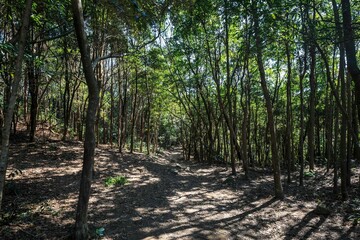 Sunlit Forest Pathway with Dense Tree Canopy