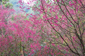 A Delicate Dance of Pink: Taiwan Cherry Blossoms in Full Bloom