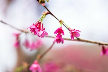 A Delicate Dance of Pink: Taiwan Cherry Blossoms in Full Bloom