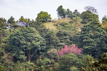A Burst of Pink: Cherry Blossoms Adorn a Hilltop Temple