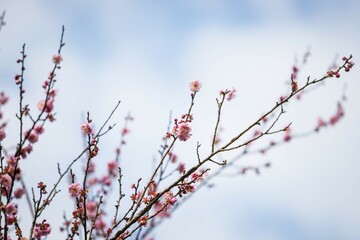 Graceful Plum Blossom in Spring's Embrace