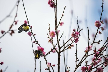 Graceful Plum Blossom in Spring's Embrace