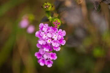 A Cluster of Delicate Blossoms: A Vibrant Lantana Flower in Full Bloom