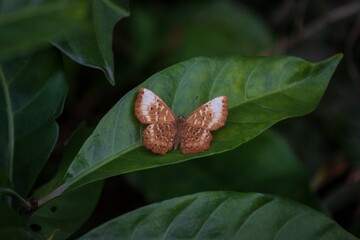 A Zemeros Butterfly Resting on a Leaf
