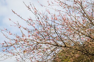 Graceful Plum Blossom in Spring's Embrace
