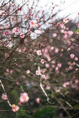 Beautiful Plum Blossoms Blooming in Springtime