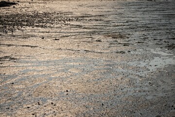 A Mudflat Exposed at Low Tide, Glistening in the Sunlight