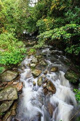 Flowing Stream through a Lush Forest Landscape