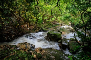 Obraz premium Flowing Stream through a Lush Forest Landscape