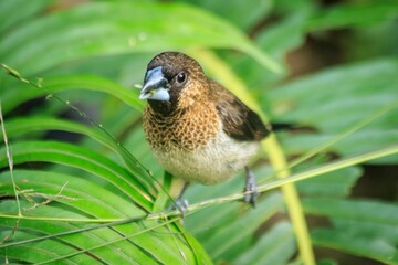 The White-rumped Munia Perched on Lush Foliage